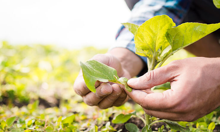 Kobi Tech Agri Solutions