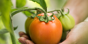 Kobi Tech Agri Solutions