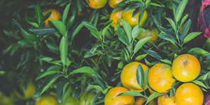 Kobi Tech Agri Solutions