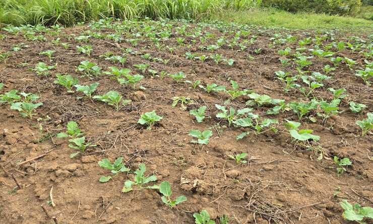 Kobi Tech Agri Solutions